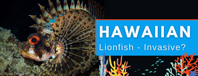 The Lionfish Is Invasive & Dangerous, So Why Not Kill Them In Hawaii? 