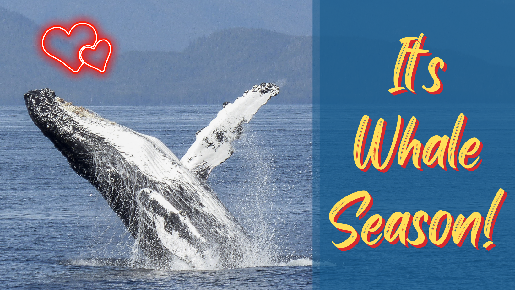 Celebrating Valentine's Day With Humpback Whales In Kona!
